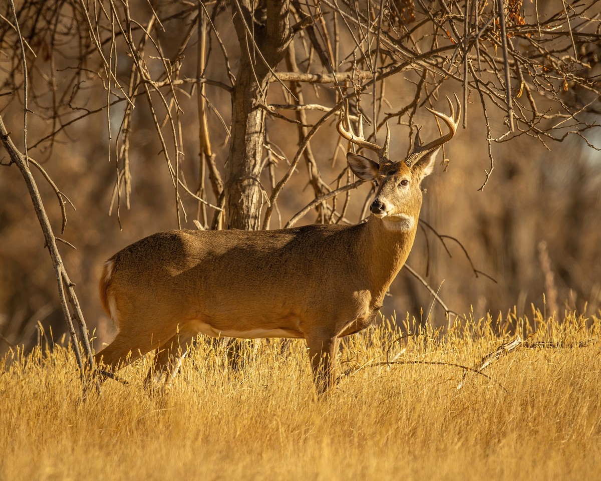 Whitetail Deer Texas Photo Man